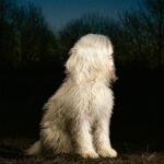 Juana Molina Announces First New Album In Eight Years DOGA: Hear “Siestas ahí”