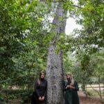 Julianna Barwick and Mary Lattimore Announce Joint Album and Tour, Share New Song: Listen