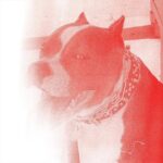 Loma Prieta Side-Project Novacaine Share Debut Single “Milk”