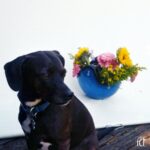 TV Star – “Texas Relation”